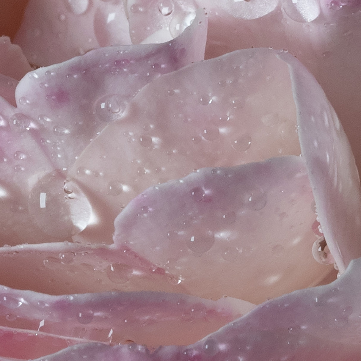 L'Eau a la Rose - Maison Francis Kurkdjian