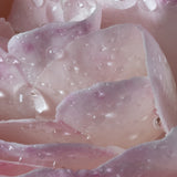 L'Eau a la Rose - Maison Francis Kurkdjian